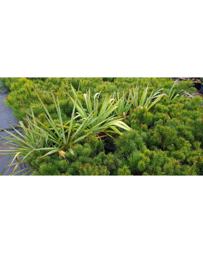 Юка нитчаста | Юкка нитчатая | Yucca filamentosa