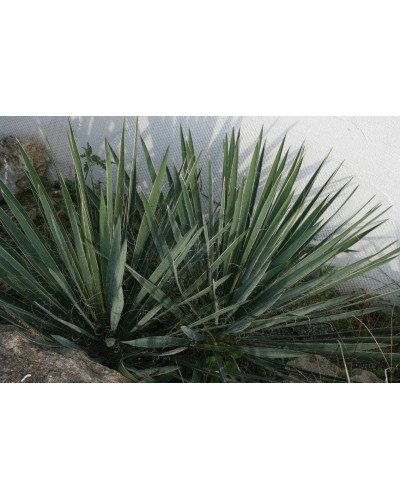 Юка нитчаста | Юкка нитчатая | Yucca filamentosa