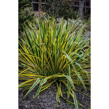 Юка нитчаста Брайт Едж | Юкка нитчатая Брайт Эдж | Yucca filamentosa Bright Edge