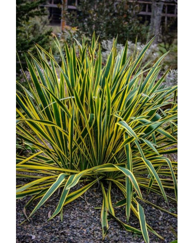 Юка нитчаста Брайт Едж | Юкка нитчатая Брайт Эдж | Yucca filamentosa Bright Edge