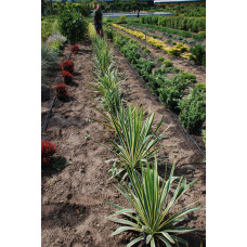 Юка нитчаста Брайт Едж | Юкка нитчатая Брайт Эдж | Yucca filamentosa Bright Edge