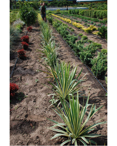 Юка нитчаста Брайт Едж | Юкка нитчатая Брайт Эдж | Yucca filamentosa Bright Edge