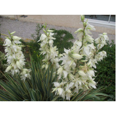 Юка нитчаста Брайт Едж | Юкка нитчатая Брайт Эдж | Yucca filamentosa Bright Edge