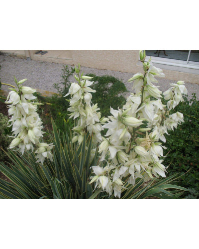 Юка нитчаста Брайт Едж | Юкка нитчатая Брайт Эдж | Yucca filamentosa Bright Edge