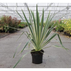 Юка нитчаста Брайт Едж | Юкка нитчатая Брайт Эдж | Yucca filamentosa Bright Edge