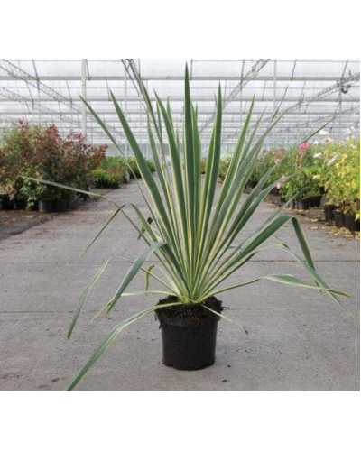 Юка нитчаста Брайт Едж | Юкка нитчатая Брайт Эдж | Yucca filamentosa Bright Edge