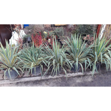 Юка нитчаста Брайт Едж | Юкка нитчатая Брайт Эдж | Yucca filamentosa Bright Edge