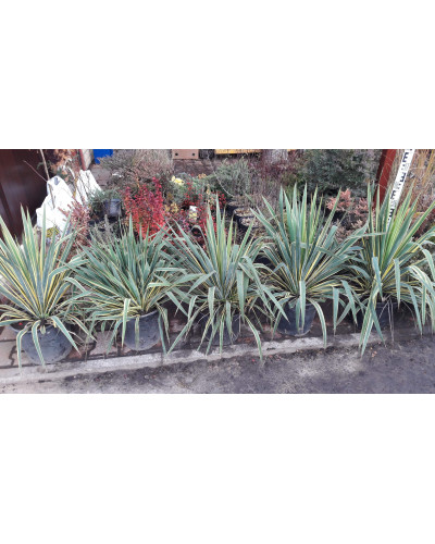 Юка нитчаста Брайт Едж | Юкка нитчатая Брайт Эдж | Yucca filamentosa Bright Edge