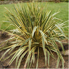 Юка нитчаста Брайт Едж | Юкка нитчатая Брайт Эдж | Yucca filamentosa Bright Edge