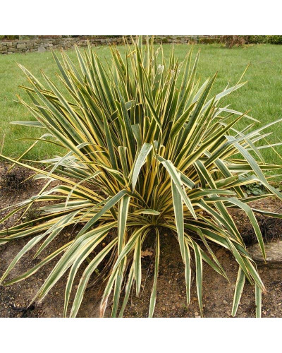 Юка нитчаста Брайт Едж | Юкка нитчатая Брайт Эдж | Yucca filamentosa Bright Edge