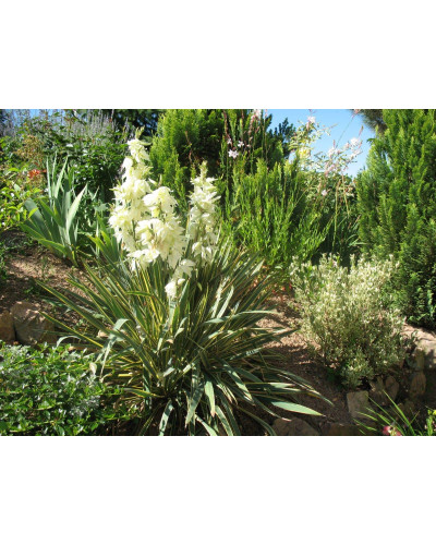 Юка нитчаста Брайт Едж | Юкка нитчатая Брайт Эдж | Yucca filamentosa Bright Edge