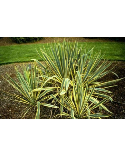 Юка нитчаста Брайт Едж | Юкка нитчатая Брайт Эдж | Yucca filamentosa Bright Edge