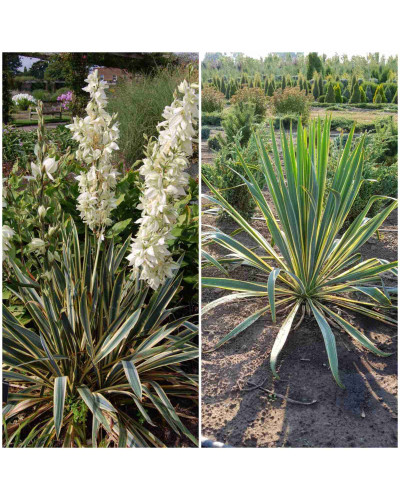 Юка нитчаста Брайт Едж | Юкка нитчатая Брайт Эдж | Yucca filamentosa Bright Edge