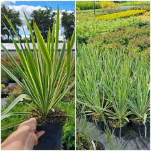 Юка нитчаста Брайт Едж | Юкка нитчатая Брайт Эдж | Yucca filamentosa Bright Edge