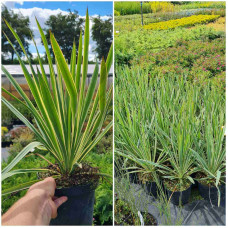 Юка нитчаста Брайт Едж | Юкка нитчатая Брайт Эдж | Yucca filamentosa Bright Edge