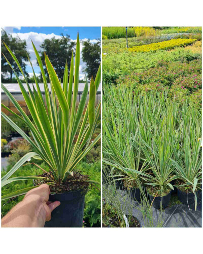 Юка нитчаста Брайт Едж | Юкка нитчатая Брайт Эдж | Yucca filamentosa Bright Edge