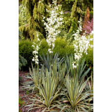 Юка нитчаста Брайт Едж | Юкка нитчатая Брайт Эдж | Yucca filamentosa Bright Edge