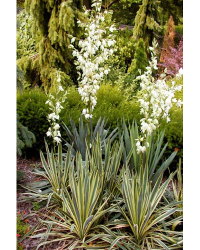 Юка нитчаста Брайт Едж | Юкка нитчатая Брайт Эдж | Yucca filamentosa Bright Edge