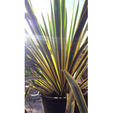 Юка нитчаста Брайт Едж | Юкка нитчатая Брайт Эдж | Yucca filamentosa Bright Edge