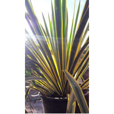 Юка нитчаста Брайт Едж | Юкка нитчатая Брайт Эдж | Yucca filamentosa Bright Edge