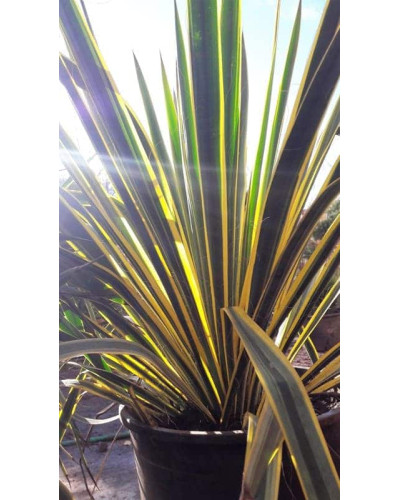 Юка нитчаста Брайт Едж | Юкка нитчатая Брайт Эдж | Yucca filamentosa Bright Edge