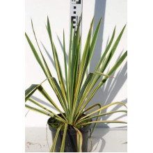 Юка нитчаста Брайт Едж | Юкка нитчатая Брайт Эдж | Yucca filamentosa Bright Edge