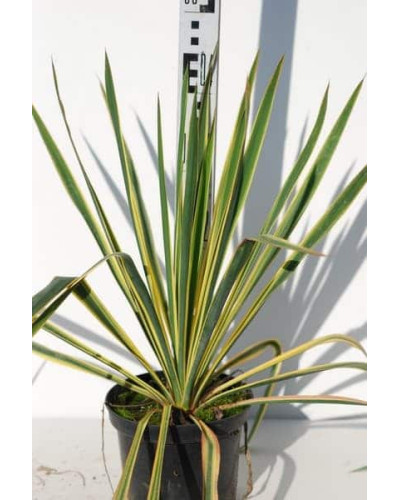 Юка нитчаста Брайт Едж | Юкка нитчатая Брайт Эдж | Yucca filamentosa Bright Edge
