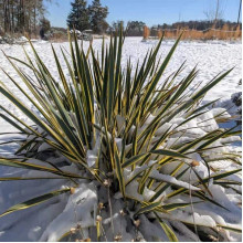 Юка нитчаста Брайт Едж | Юкка нитчатая Брайт Эдж | Yucca filamentosa Bright Edge