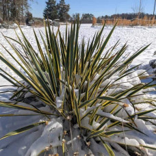 Юка нитчаста Брайт Едж | Юкка нитчатая Брайт Эдж | Yucca filamentosa Bright Edge
