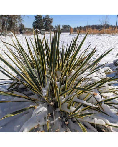Юка нитчаста Брайт Едж | Юкка нитчатая Брайт Эдж | Yucca filamentosa Bright Edge