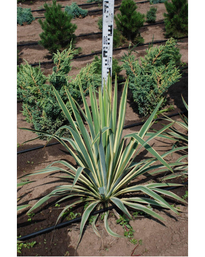 Юка нитчаста Брайт Едж | Юкка нитчатая Брайт Эдж | Yucca filamentosa Bright Edge