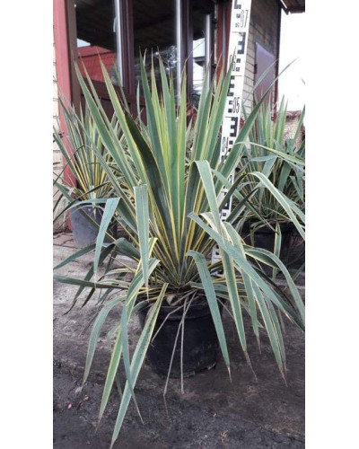 Юка нитчаста Брайт Едж | Юкка нитчатая Брайт Эдж | Yucca filamentosa Bright Edge