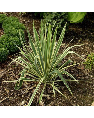 Юка нитчаста Брайт Едж | Юкка нитчатая Брайт Эдж | Yucca filamentosa Bright Edge