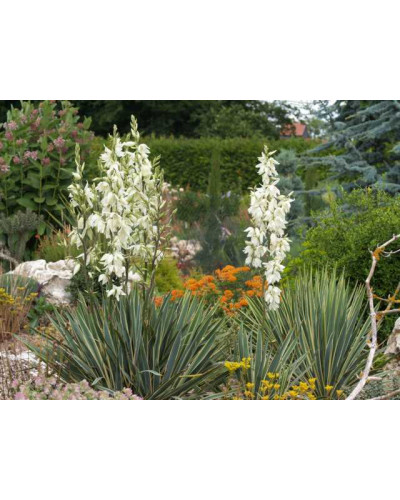 Юка нитчаста Брайт Едж | Юкка нитчатая Брайт Эдж | Yucca filamentosa Bright Edge