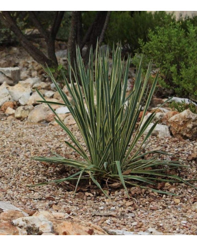 Юка нитчаста Брайт Едж | Юкка нитчатая Брайт Эдж | Yucca filamentosa Bright Edge