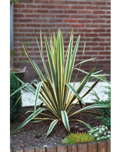 Юка нитчаста Брайт Едж | Юкка нитчатая Брайт Эдж | Yucca filamentosa Bright Edge