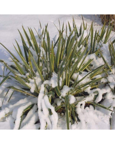 Юка нитчаста Брайт Едж | Юкка нитчатая Брайт Эдж | Yucca filamentosa Bright Edge