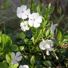 Барвінок малий Гертруда Джекілл | Барвинок малый Гертруда Джекилл | Vinca minor Gertrude Jekyll