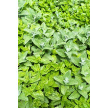 М’ята гібридна імбирна Джинджер Мінт | Mentha Ginger Mint | Мята гибридная имбирная Джинджер Минт