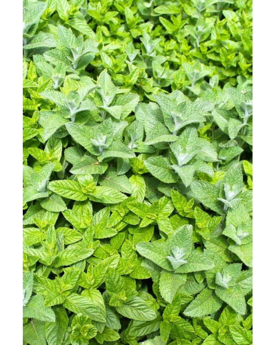 М’ята гібридна імбирна Джинджер Мінт | Mentha Ginger Mint | Мята гибридная имбирная Джинджер Минт