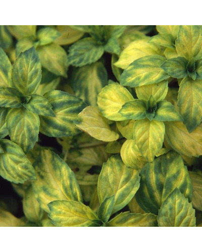 М’ята гібридна імбирна Джинджер Мінт | Mentha Ginger Mint | Мята гибридная имбирная Джинджер Минт