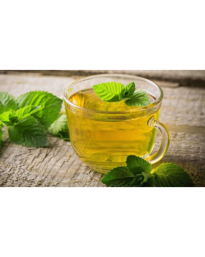 М’ята гібридна імбирна Джинджер Мінт | Mentha Ginger Mint | Мята гибридная имбирная Джинджер Минт