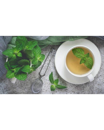 М’ята гібридна імбирна Джинджер Мінт | Mentha Ginger Mint | Мята гибридная имбирная Джинджер Минт