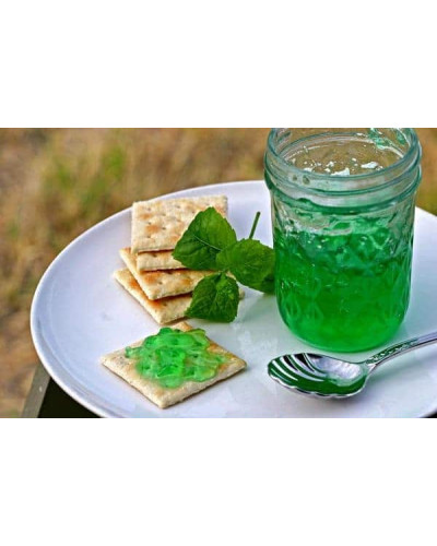М’ята гібридна імбирна Джинджер Мінт | Mentha Ginger Mint | Мята гибридная имбирная Джинджер Минт