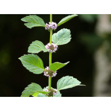 М’ята гібридна імбирна Джинджер Мінт | Mentha Ginger Mint | Мята гибридная имбирная Джинджер Минт