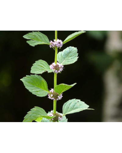 М’ята гібридна імбирна Джинджер Мінт | Mentha Ginger Mint | Мята гибридная имбирная Джинджер Минт