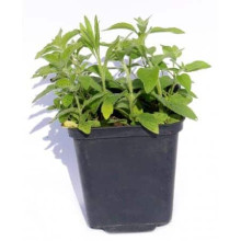 М’ята гібридна імбирна Джинджер Мінт | Mentha Ginger Mint | Мята гибридная имбирная Джинджер Минт
