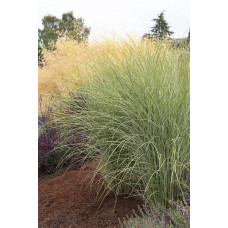 Міскантус китайський Монінг Лайт | Miscanthus sinensis Morning Light | Мискантус китайский Монинг Лайт
