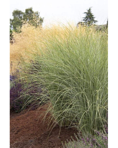 Міскантус китайський Монінг Лайт | Miscanthus sinensis Morning Light | Мискантус китайский Монинг Лайт