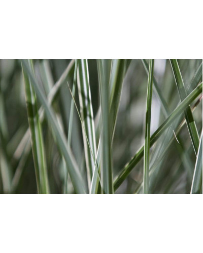 Міскантус китайський Монінг Лайт | Miscanthus sinensis Morning Light | Мискантус китайский Монинг Лайт